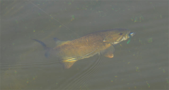 Smallmouth bass in water
