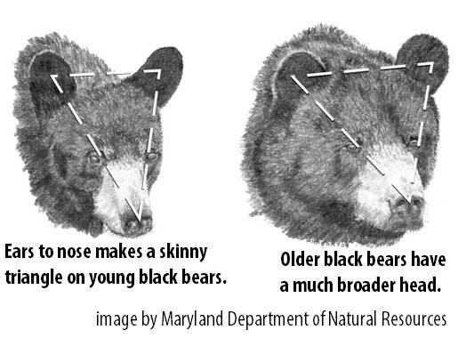 Young & Older bear head exampels 