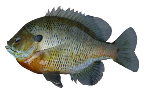 Side view of a bluegill fish