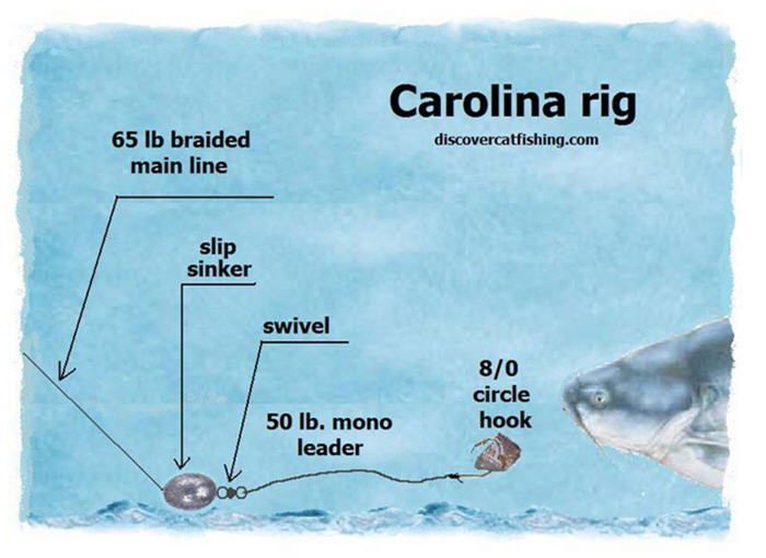 Carolina Rig to catch Catfish 