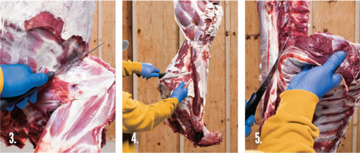 Butchering a deer- steps 3,4 & 5