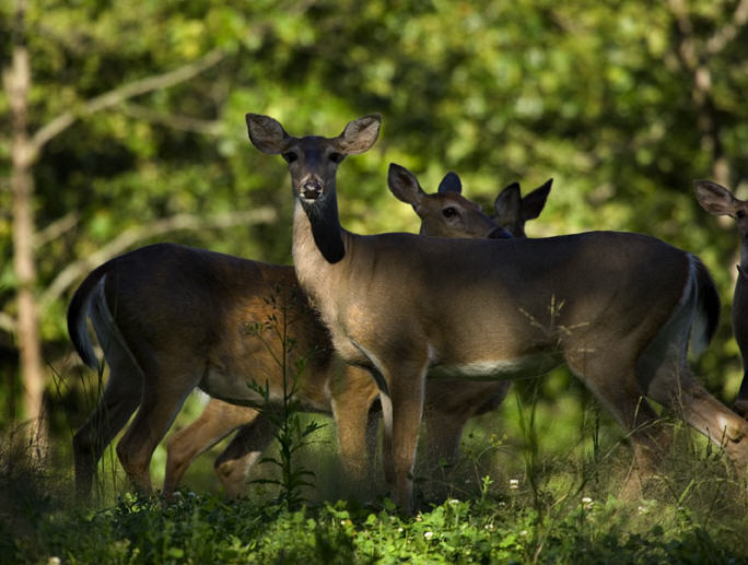 Deer in a patch of clover