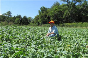 Farmer in food plot field