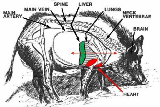 Hog drawing of internal organs and kill shot placement