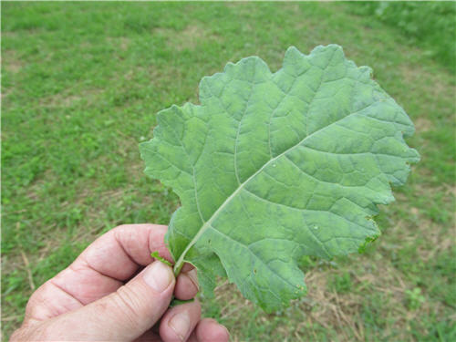 A person holding a large and close up view of a single brassica leaf