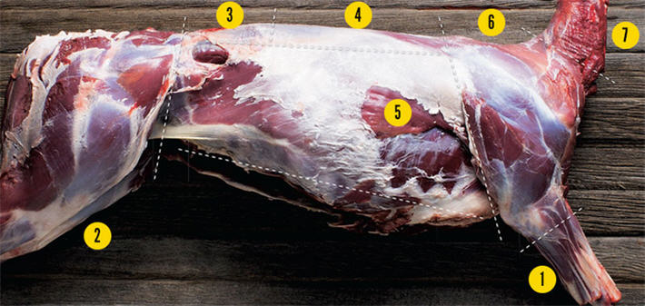 Meat butchering diagram - deer cuts