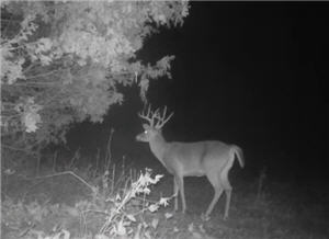 Buck image from trail cam