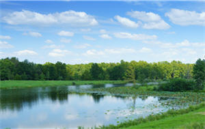 Pond in a field