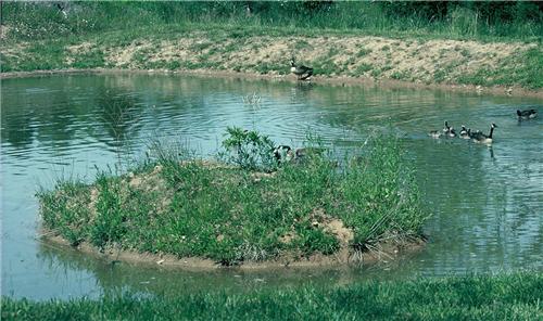 Private pond with island