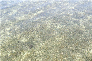 Seagrass bed, photo by David A. Brown