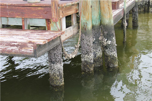 Barnacles and oysters growing on dock pier