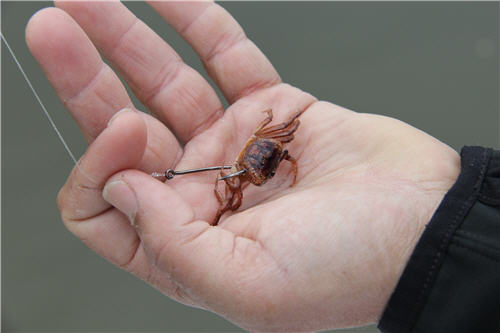 Small crab rigged on a fishing hook 