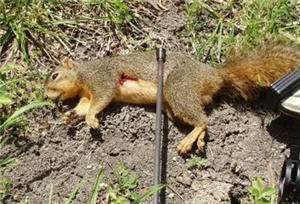 Squirrel shot game head