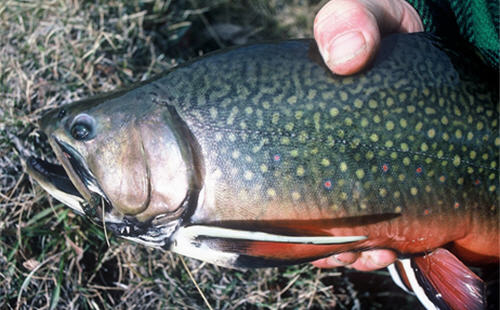 Brook trout