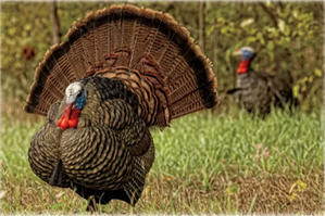 Avian-X LCD Strutter Turkey Decoy 