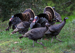 Merriam Turkey flocking together