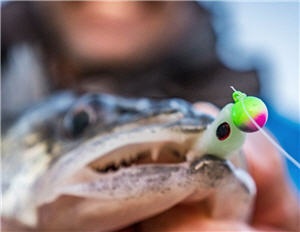 Walleye fish with jig in its mouth