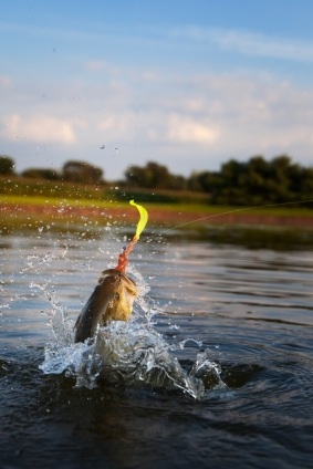 Simple setup all that's needed to start fishing