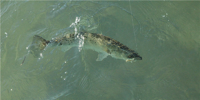 lunker trout in clear water 700X350