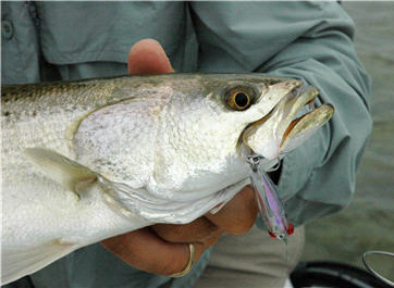 Top 5 Biggest Speckled Seatrout and Best Trout Fishing Lures 