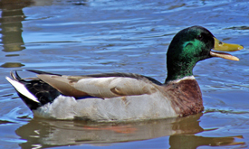 mallard