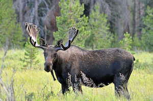 moose dangerous
