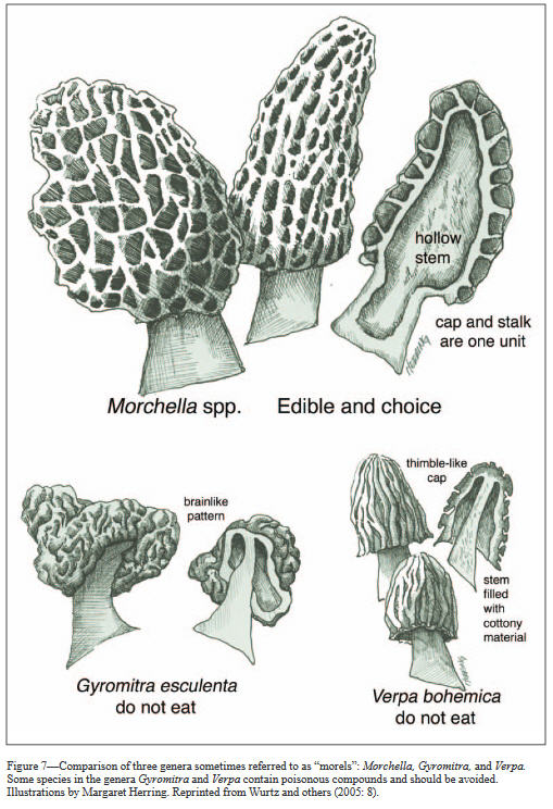 morel good  false specimens2