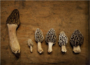 Six different colored morel mushrooms