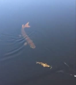 muskie follow2