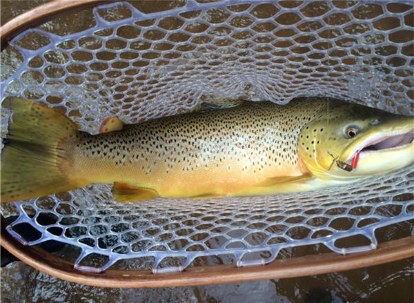 Selecting a Net for Fly Fishing Trout Streams 