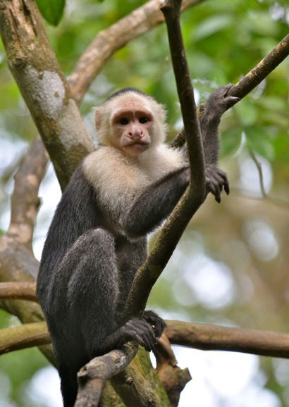 Monkey in Nicaragua