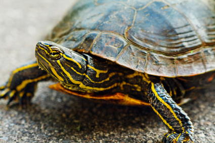 Painted Turtle Close Up