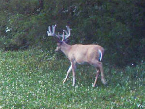 patterning mature bucks