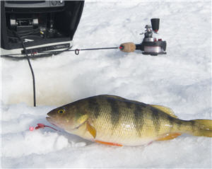 perch ice bloodworm