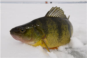 Yellow perch on ice. Caught while ice fishing