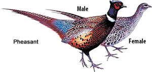 pheasant birds