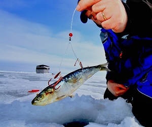 GIANT PREDATOR NORTHERN PIKE! Fishing Tips for Set Lines (Tip Ups) 