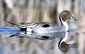 pintail drake