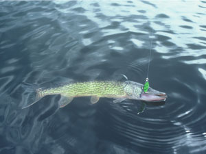 reeled-in chain pickerel with lure in mouth