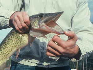 Cold Water Chain Pickerel Fishing