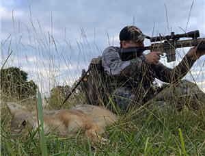 Contest Style Hunting Can Be Beneficial to the Everyday Coyote