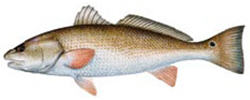 red drum fish