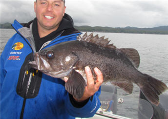 rockfish black bass