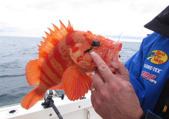 Jigging for Rockfish on the Pacific Ocean (video)