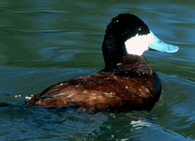 ruddy duck