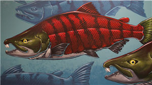sabertooth salmon