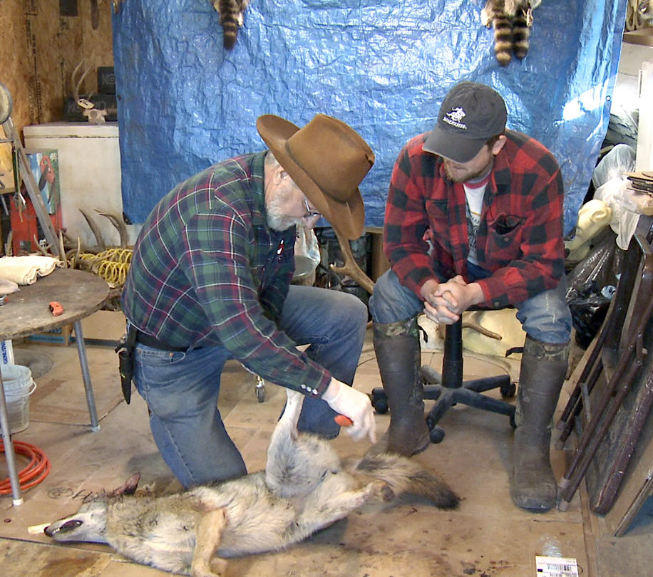 skinning coyote