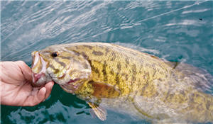 smallmouth bass300