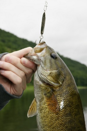 Smallmouth on a Jigging Spoon