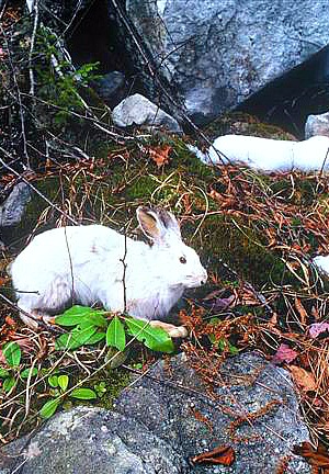 snowshoe hare resized